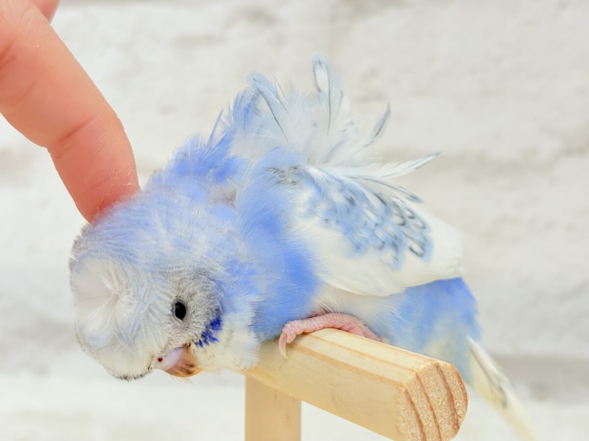 梵天セキセイインコ