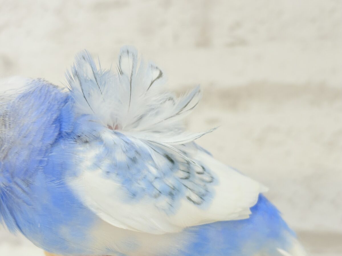 梵天セキセイインコ