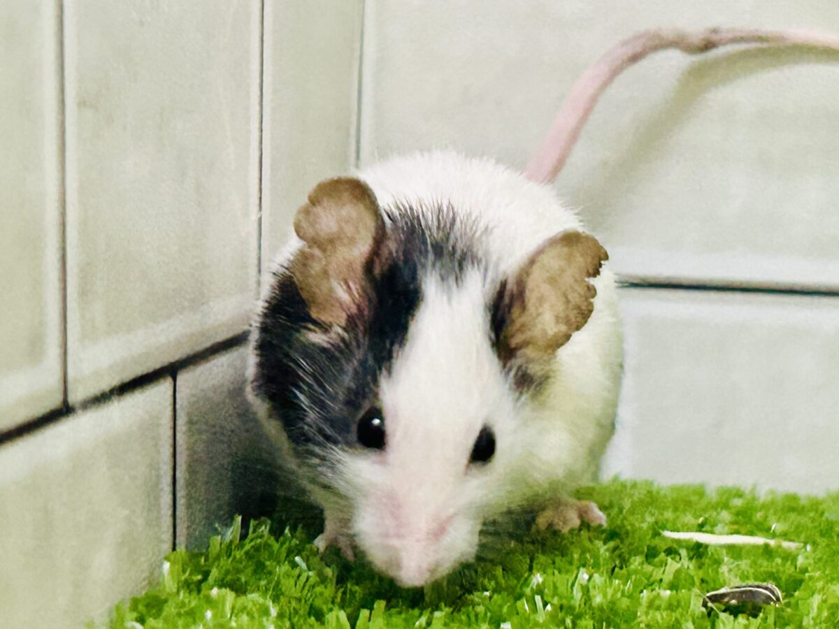 パンダマウス