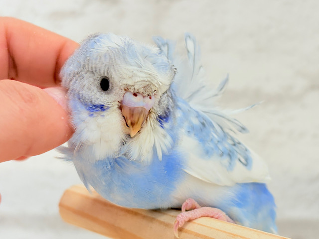 【最新画像更新🪄】おカッパちゃんがやって来た🐣🥒梵天セキセイインコ(スパングルパイド) ヒナ