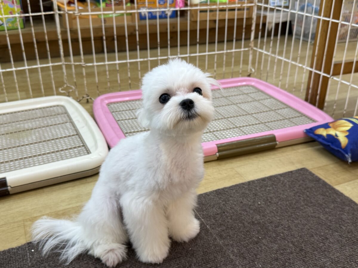 マルチーズ