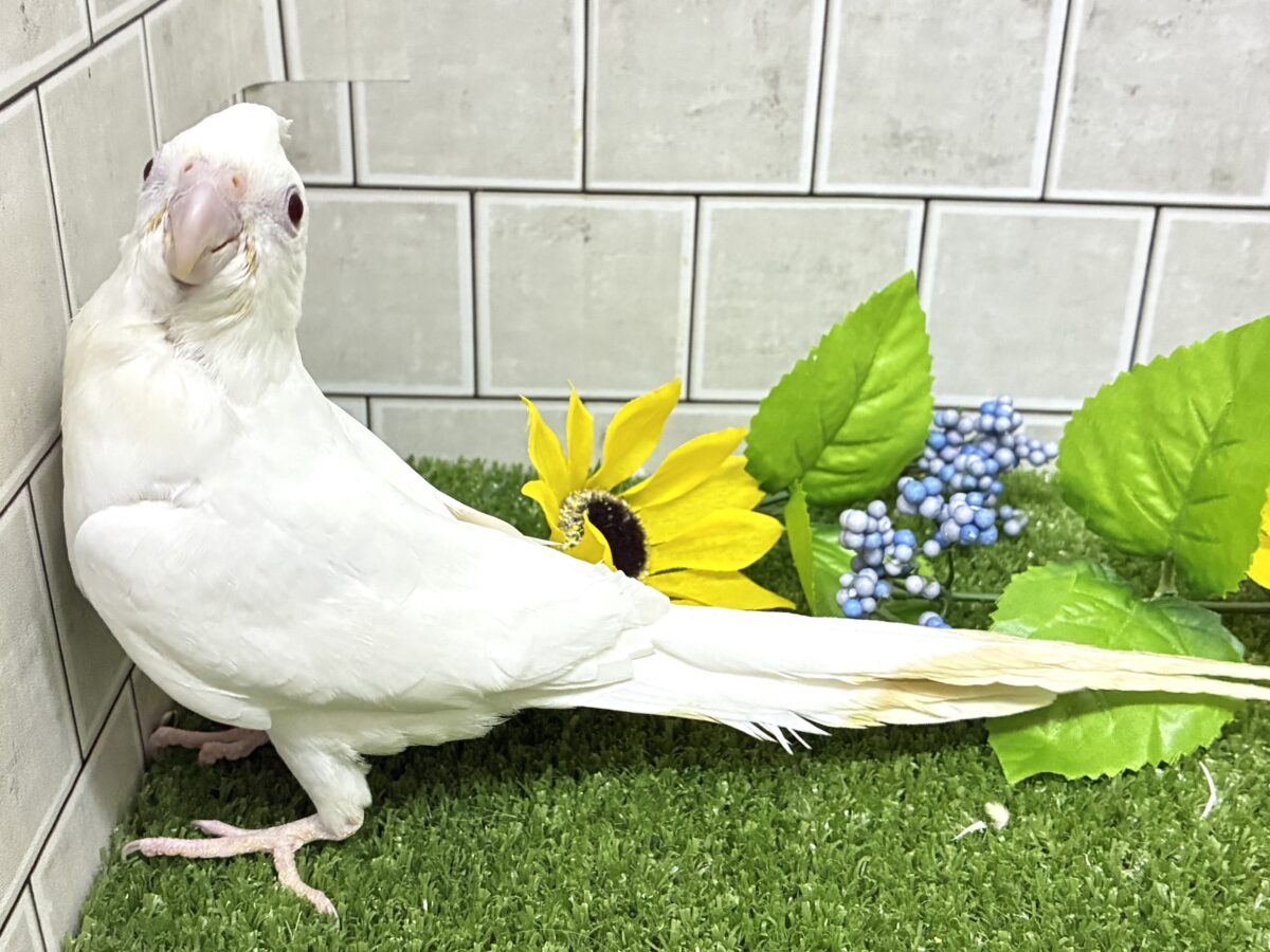 オカメインコ