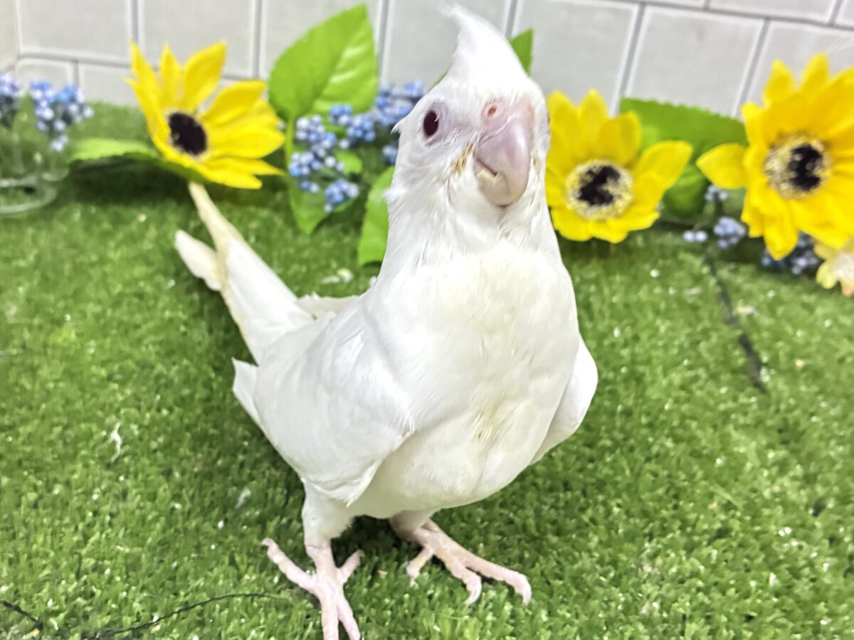 オカメインコ