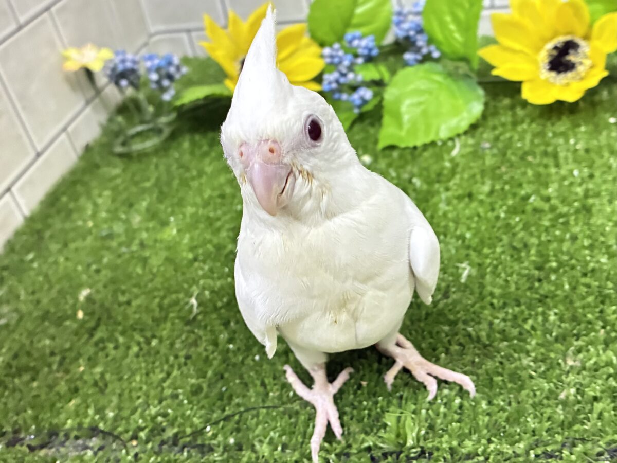 オカメインコ