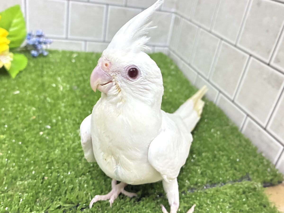 ✨最新画像✨つやつやROAD❕🛣ゆらゆらそうめん‪🎋‬オカメインコ