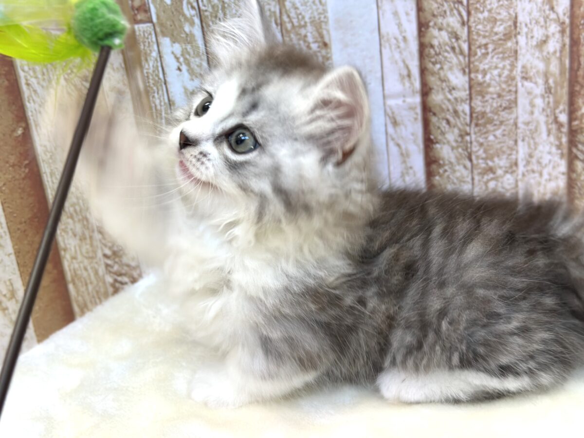 とてとて…かわいい🤍ミヌエットくん(チンチラシルバー)2026年6月7日生まれ 男の子 ミヌエット