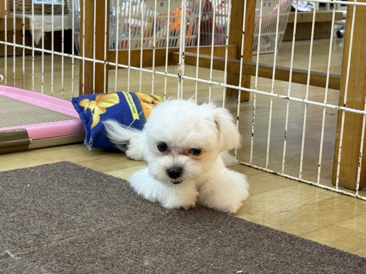マルチーズ
