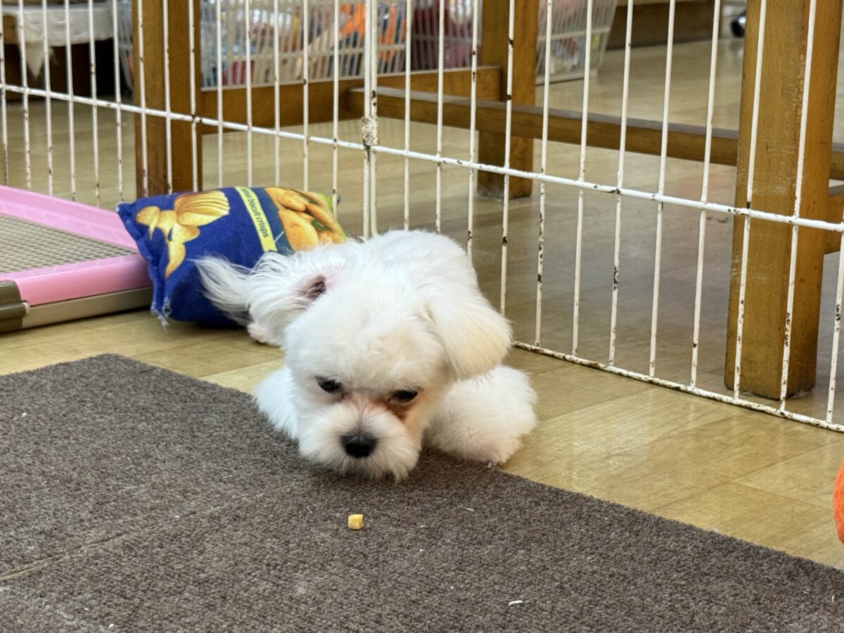 マルチーズ