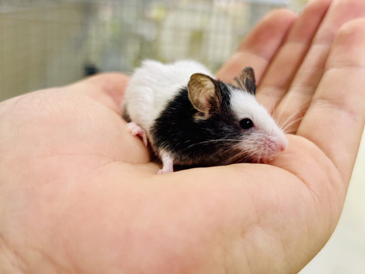 【最新画像更新☆☆】日本では見れなくなったパンダを飼うチャンス?? パンダマウス パンダマウス