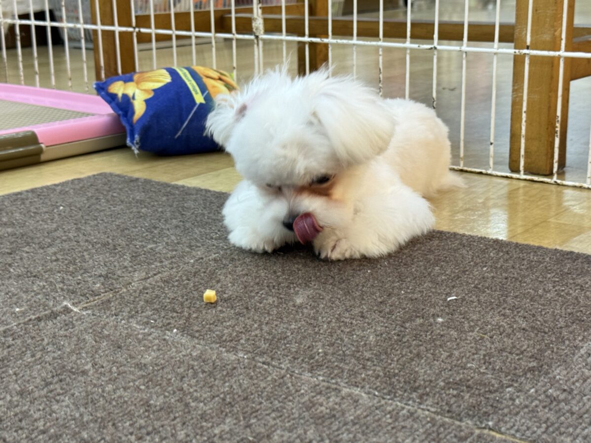 マルチーズ