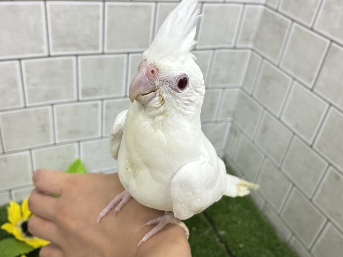 オカメインコ