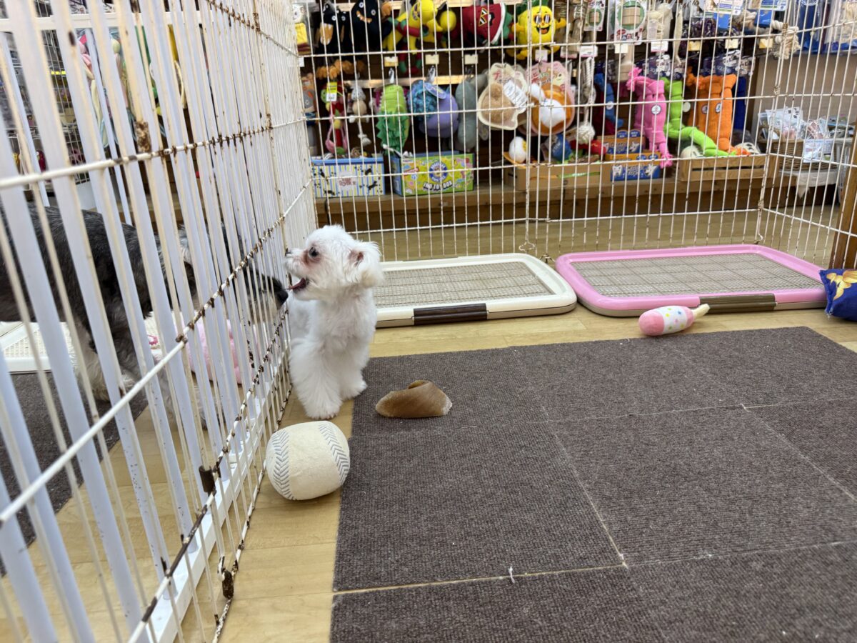 マルチーズ