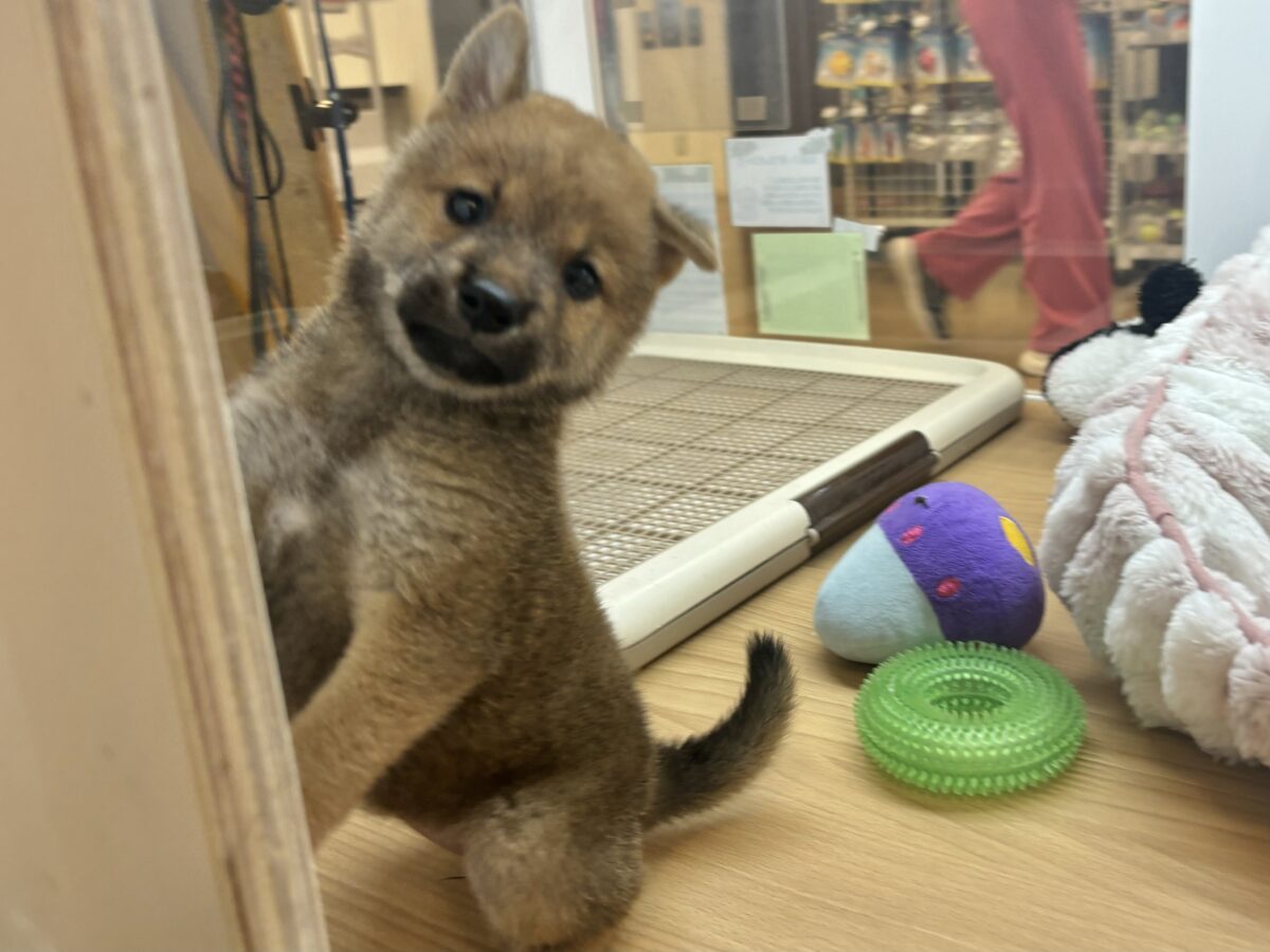 柴犬
