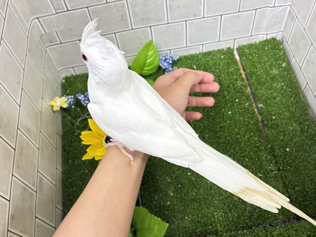 オカメインコ