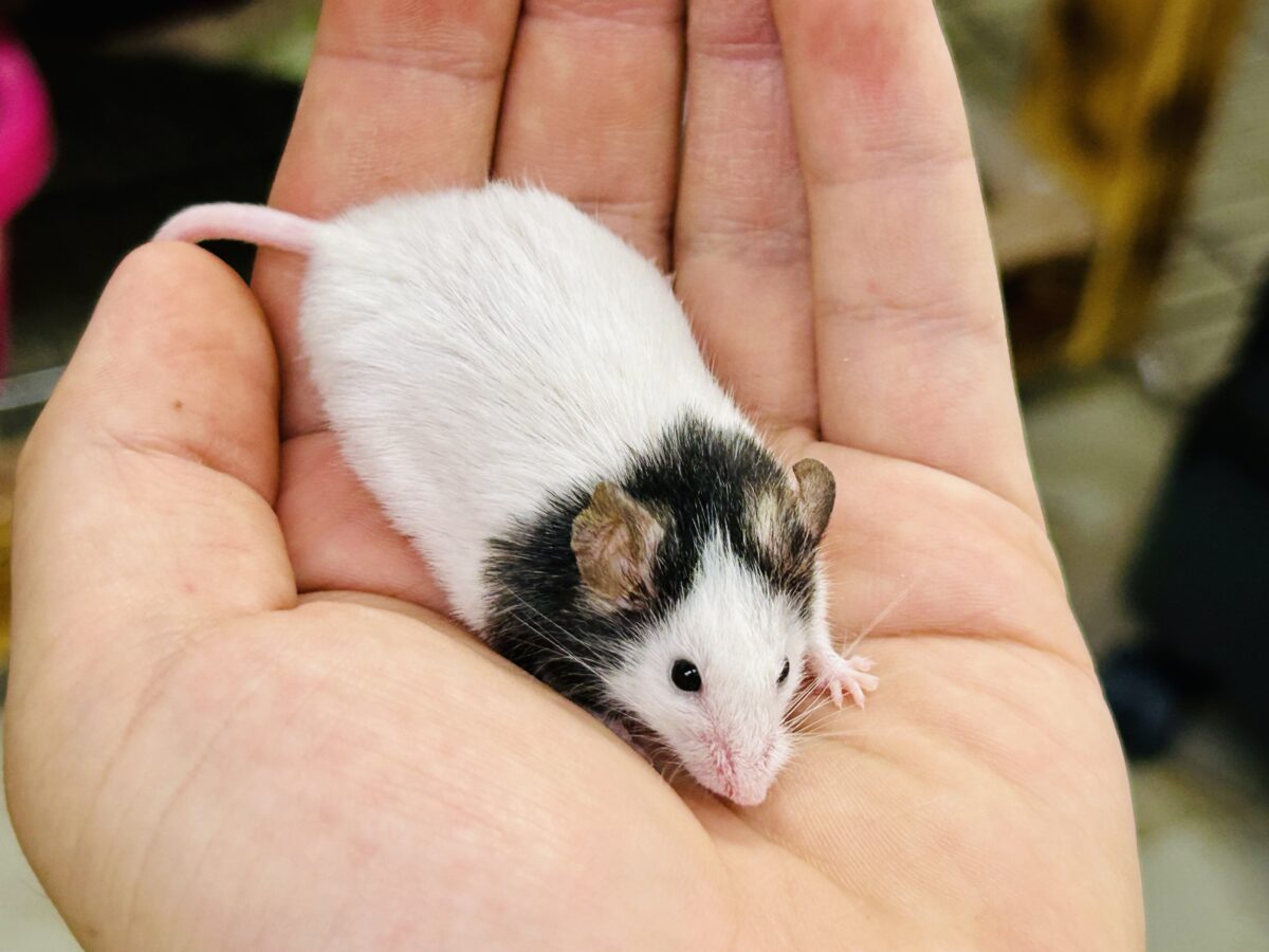 【最新画像更新☆☆】日本では見れなくなったパンダを飼うチャンス?? パンダマウス パンダマウス