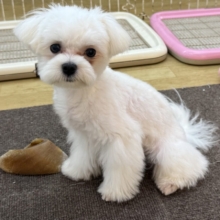 ドキドキとわくわくで胸いっぱいな僕⭐️少し人見知りなマイペース君なマルチーズの男のコきました〜❣️