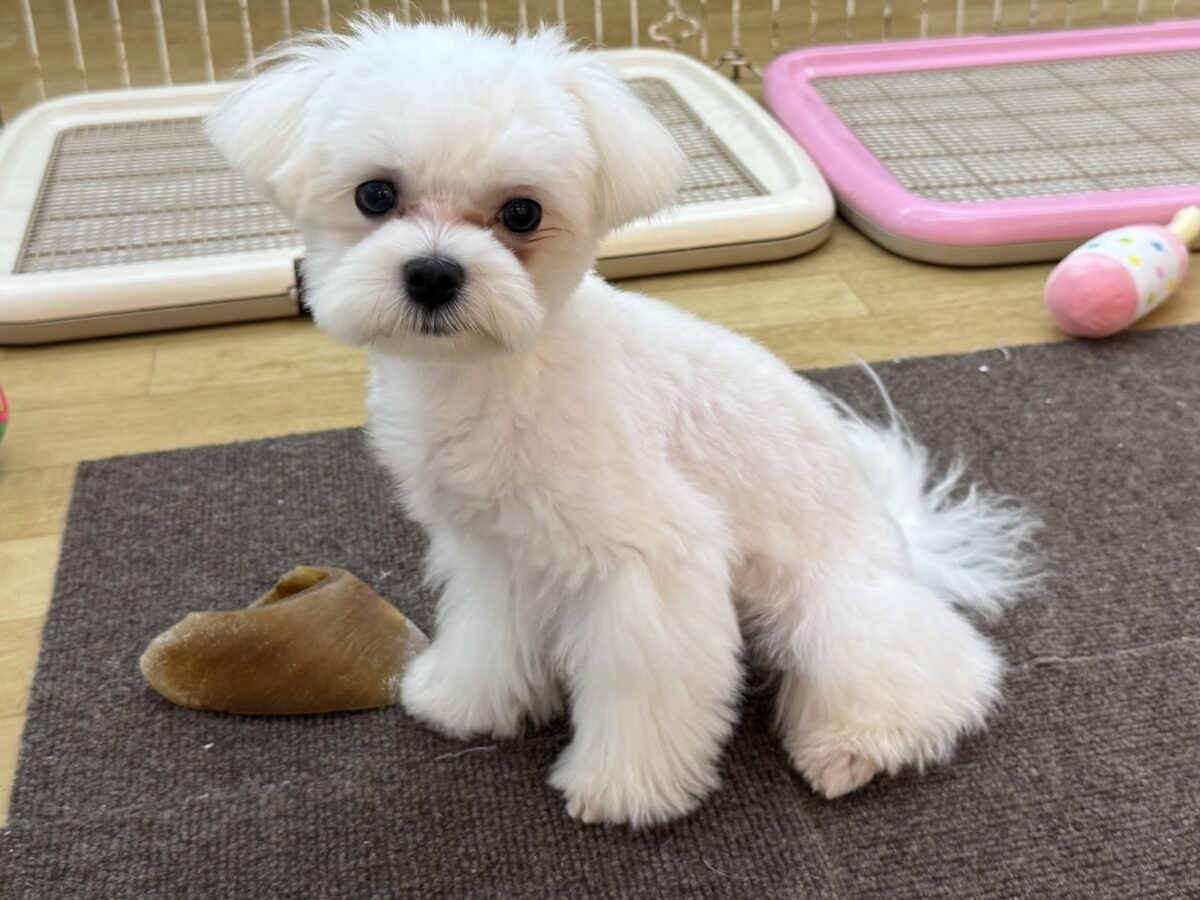 ドキドキとわくわくで胸いっぱいな僕⭐️少し人見知りなマイペース君なマルチーズの男のコきました〜❣️