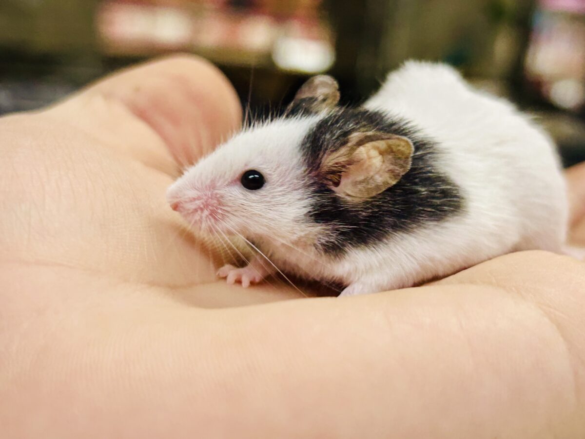 【最新画像更新☆☆】日本では見れなくなったパンダを飼うチャンス?? パンダマウス パンダマウス