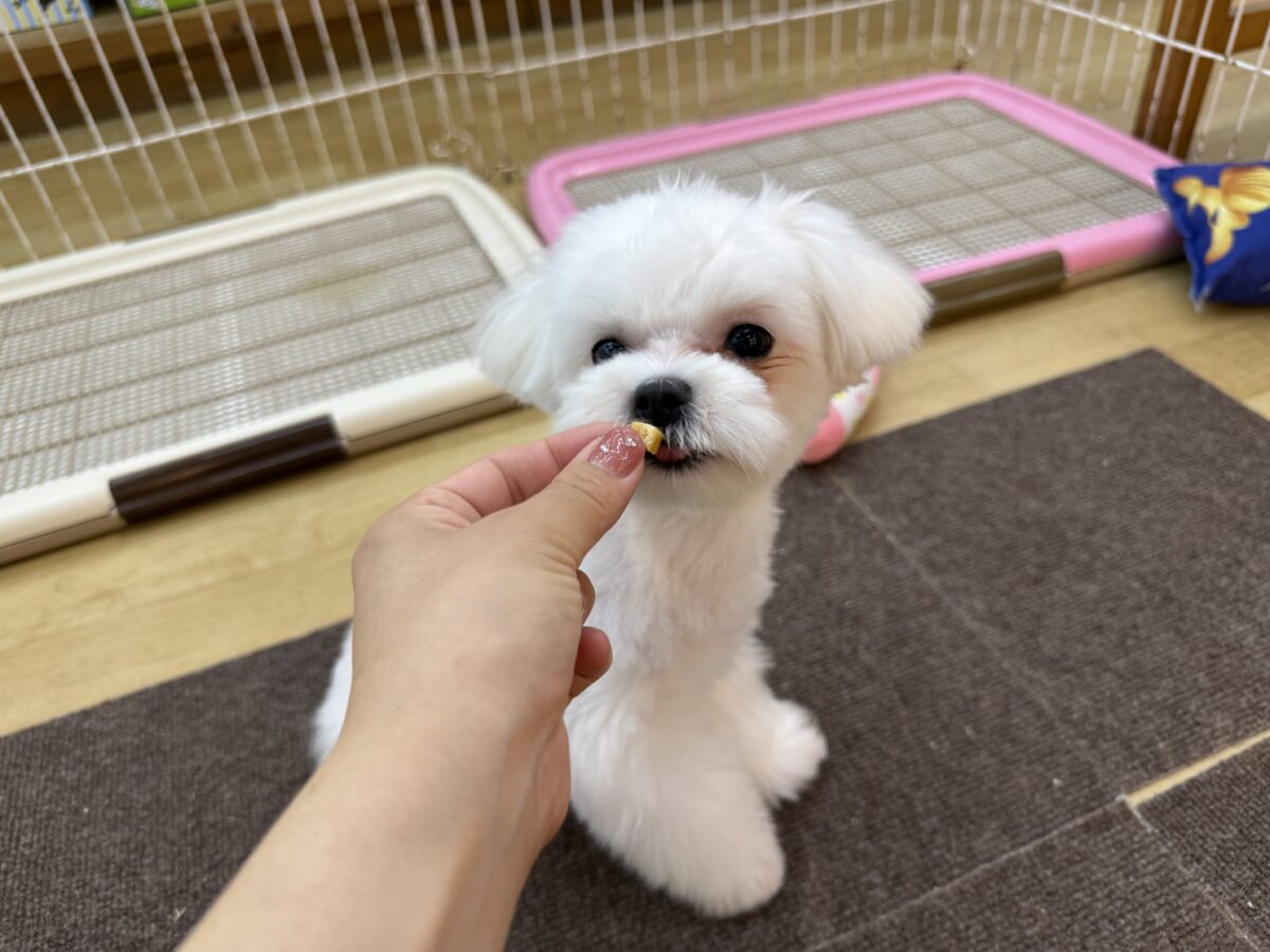 マルチーズ