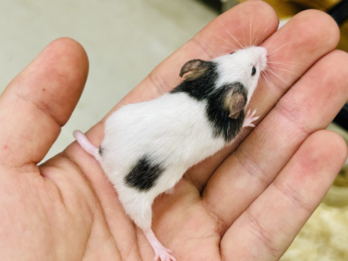 パンダマウス