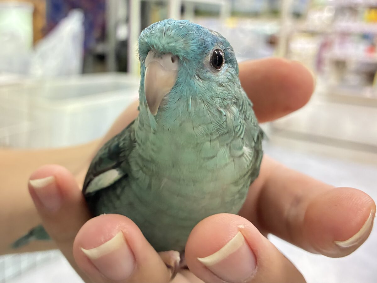 サザナミインコ
