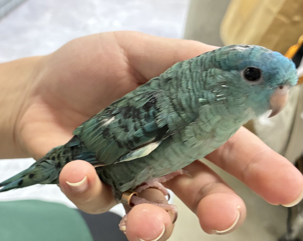 サザナミインコ