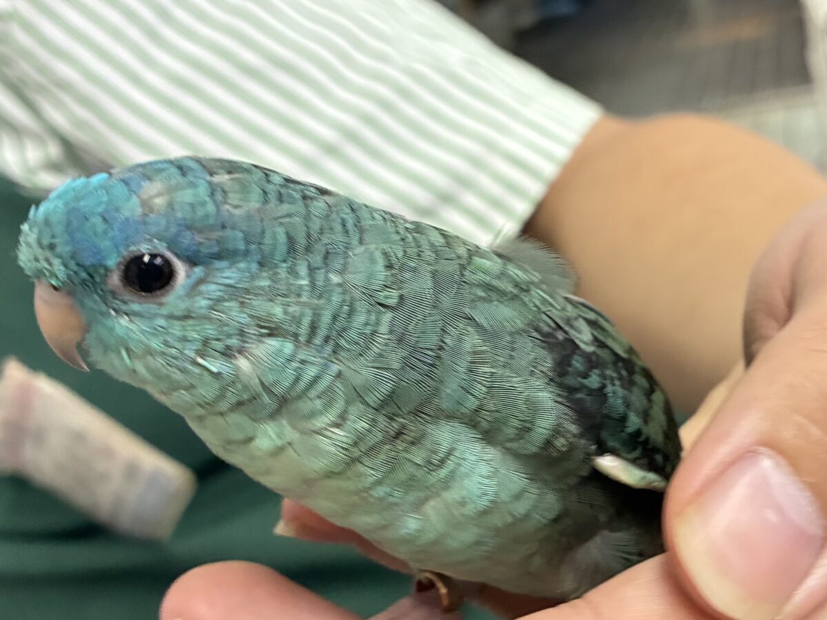サザナミインコ