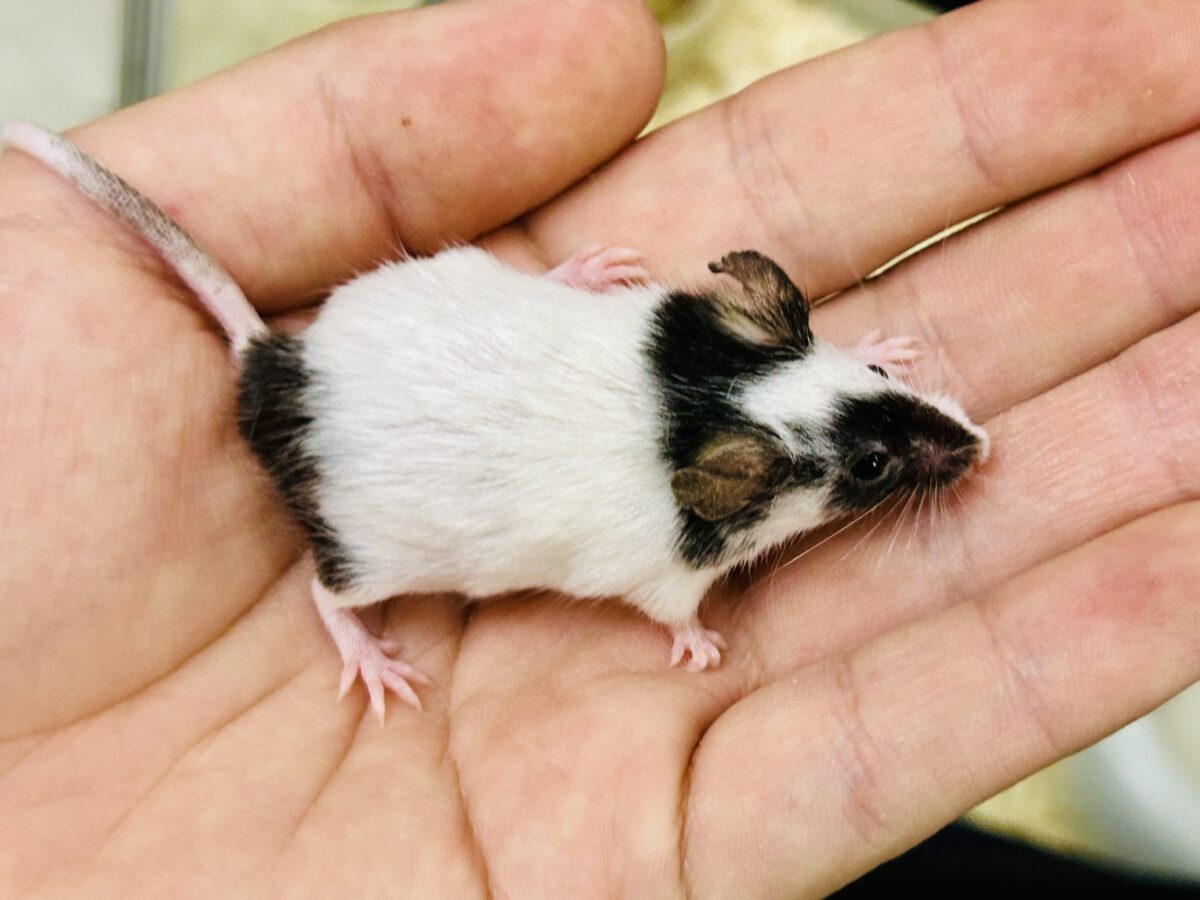 パンダマウス