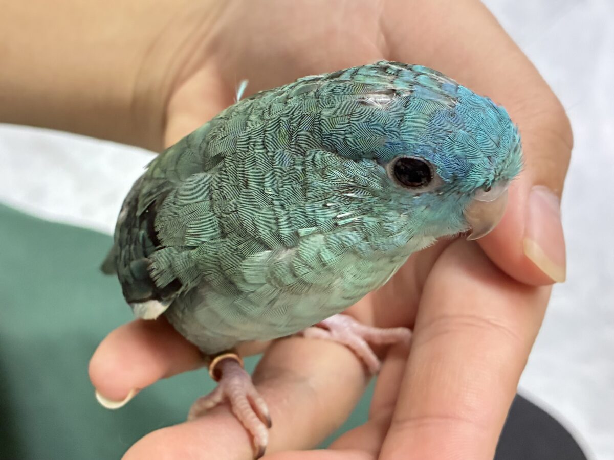 サザナミインコ