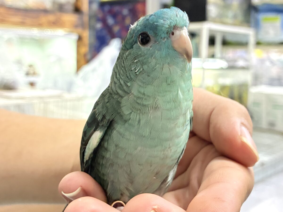 ✨最新画像✨爆裂荒波？！🌊はっちゃけピーポｩ！🚨🚓🚨サザナミインコ(ターコイズ/2026年3月生まれ)