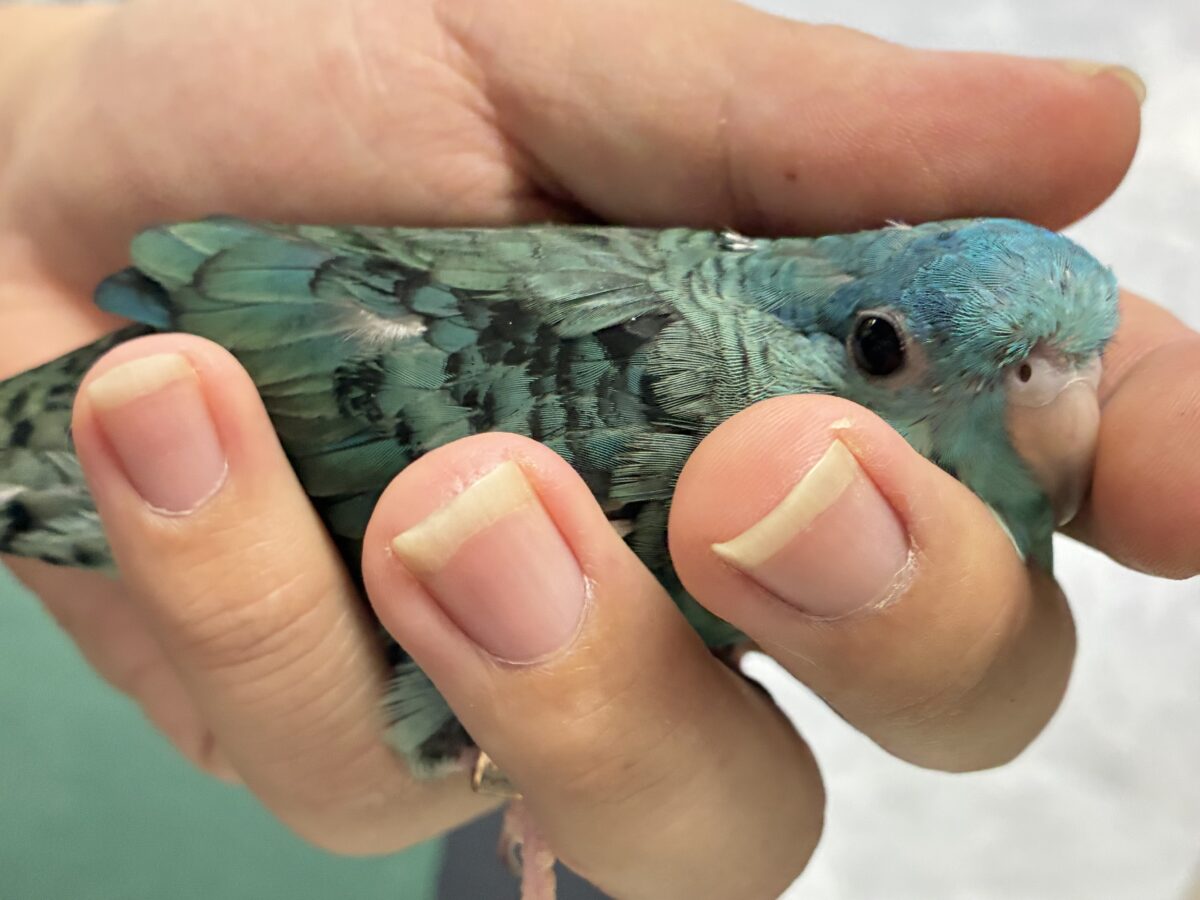 サザナミインコ