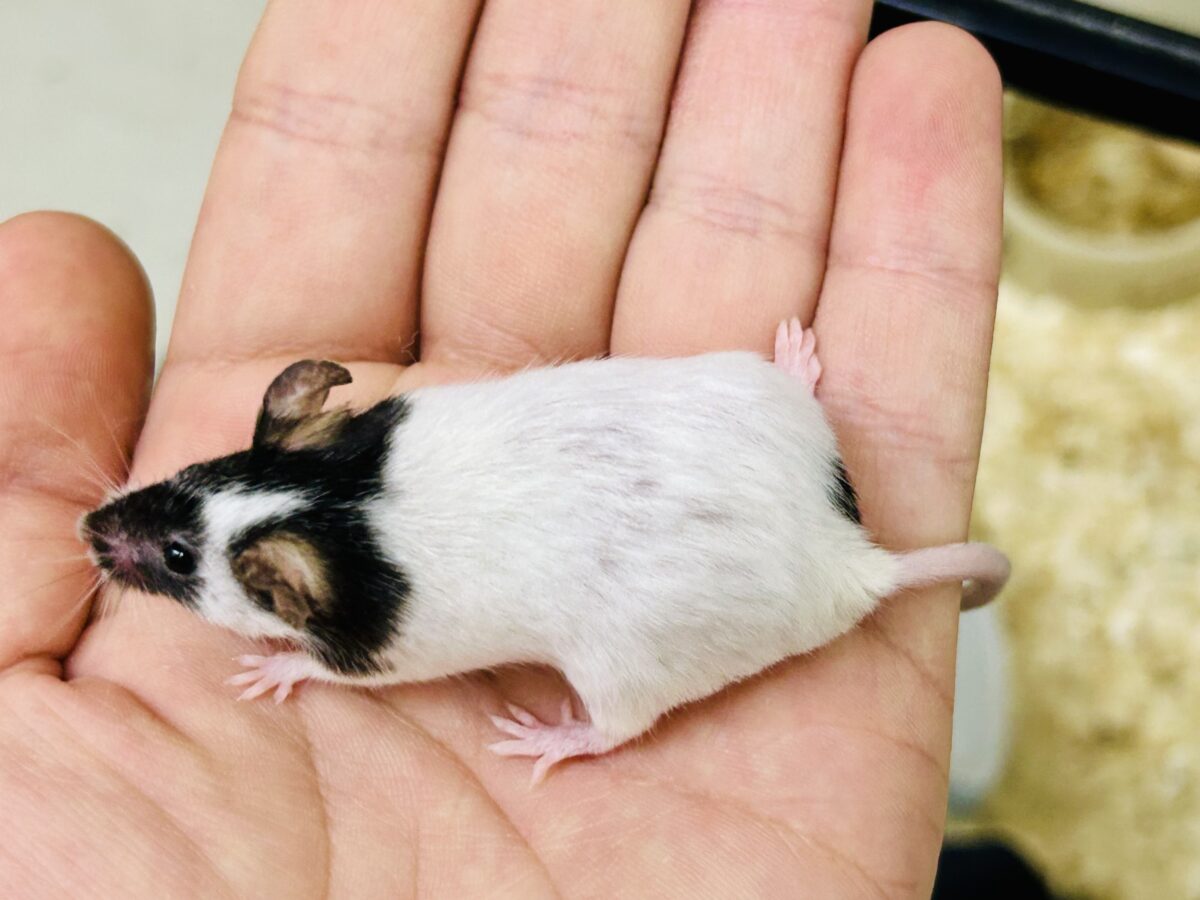 パンダマウス
