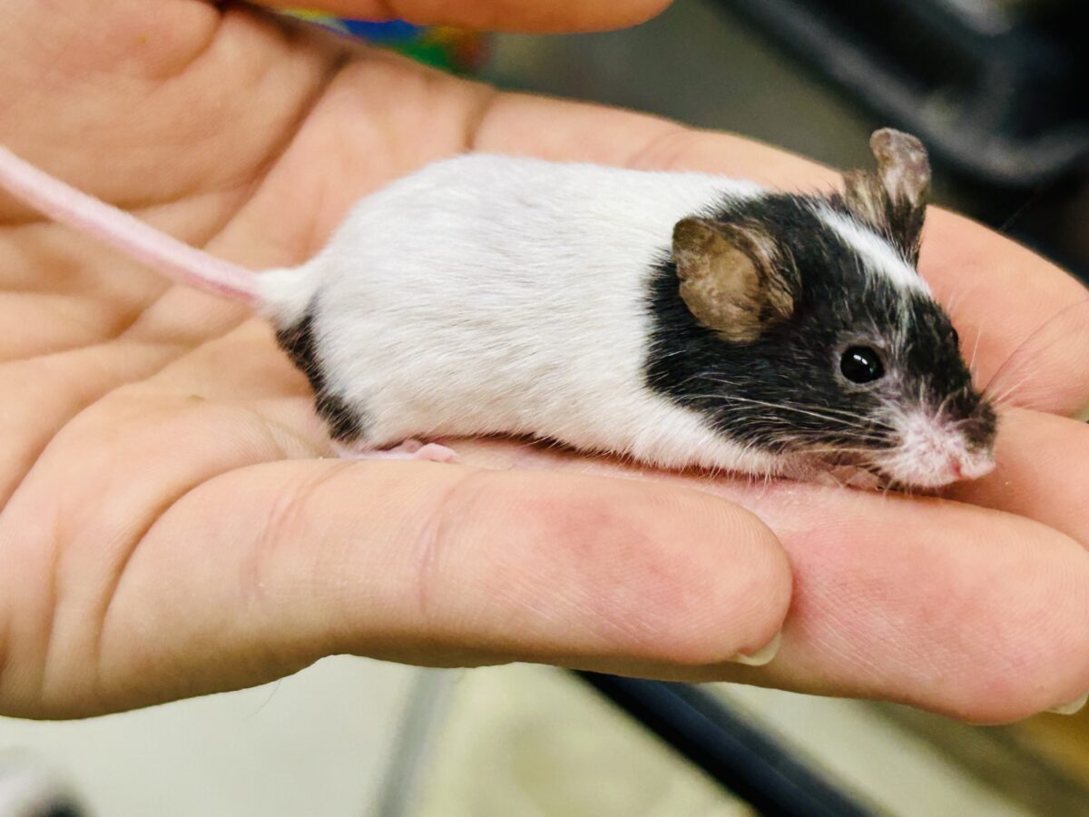 パンダマウス