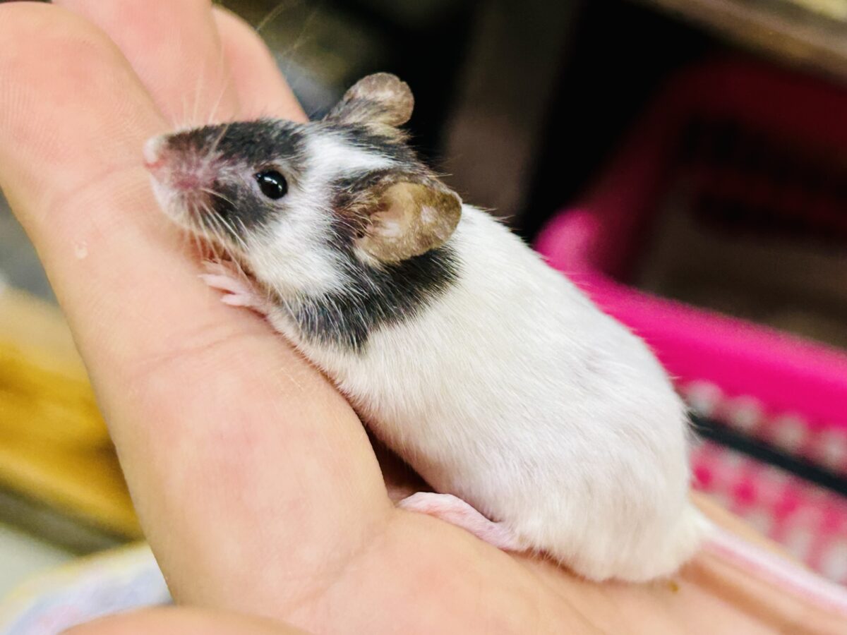 パンダマウス