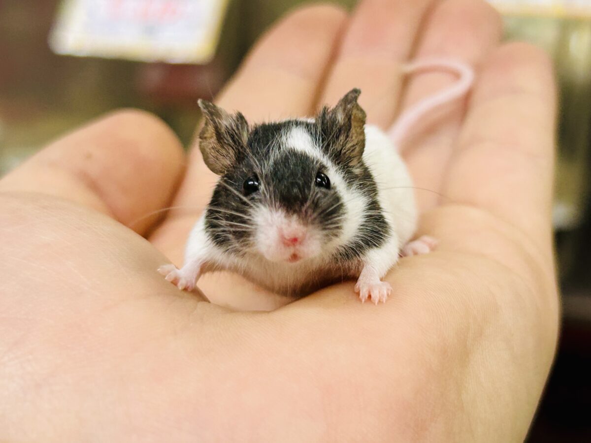 パンダマウス