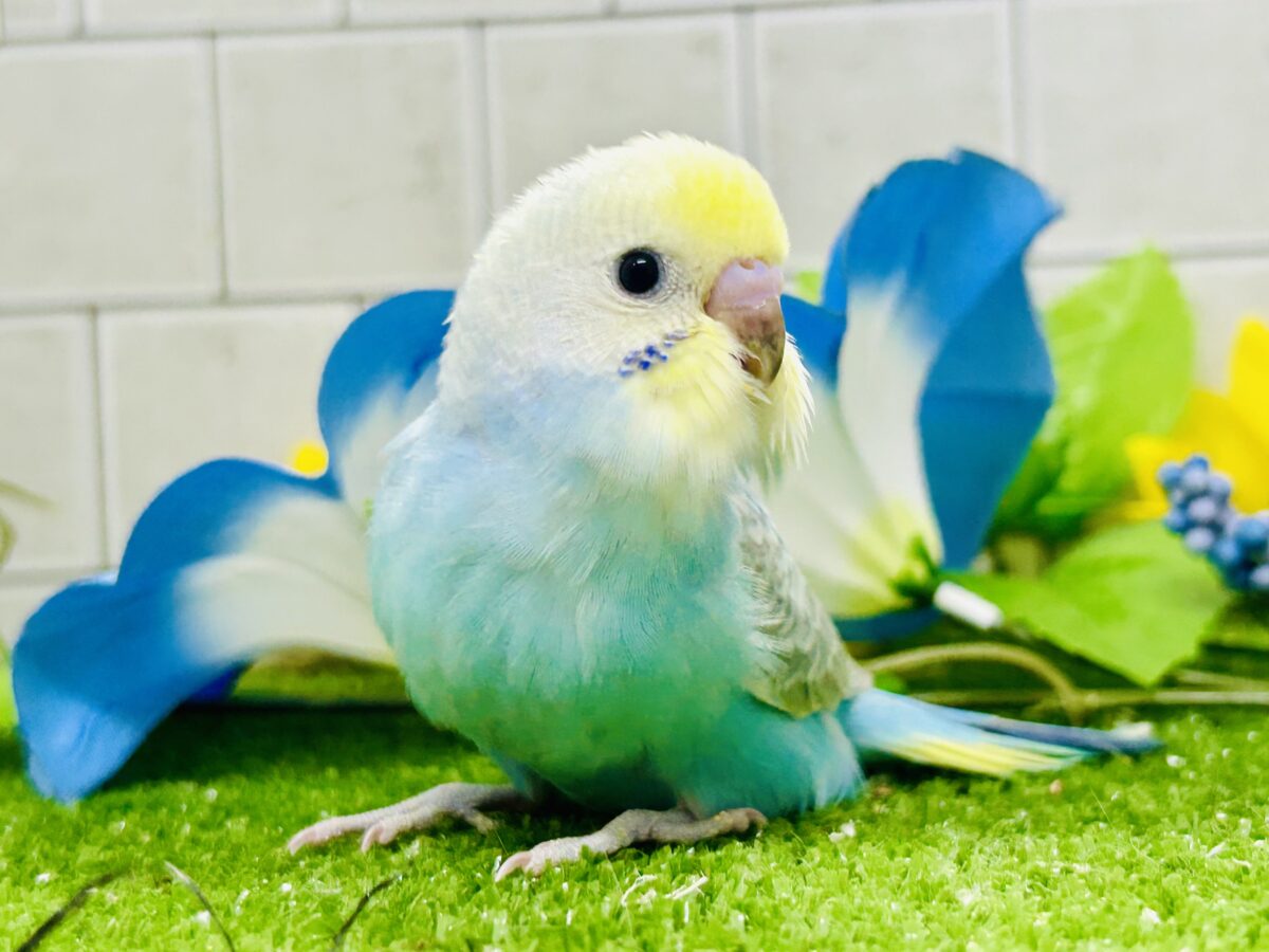 【最新画像更新☆☆】晴れた☀️雨上がりの隠れ若葉❔🌱‬‪セキセイインコ(パステルレインボー/2026年7月生まれ)