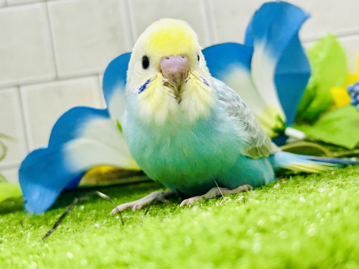 セキセイインコ
