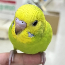 ✨最新画像更新✨日当り良好‪🫶若葉マシマシで🍥🍜セキセイインコ(イエロースパングル/2026年7月生まれ)