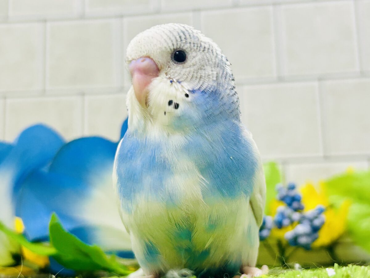 ✨最新画像✨蒼が住んだ🦋 一羽のカモメ⌒(ё)⌒‎🤍セキセイインコ(ブルーパイド2026年7月生まれ)