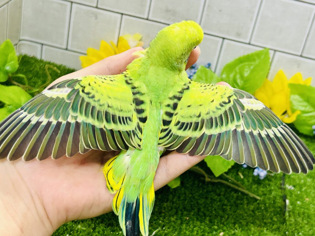 セキセイインコ