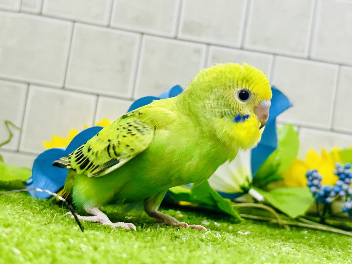 セキセイインコ