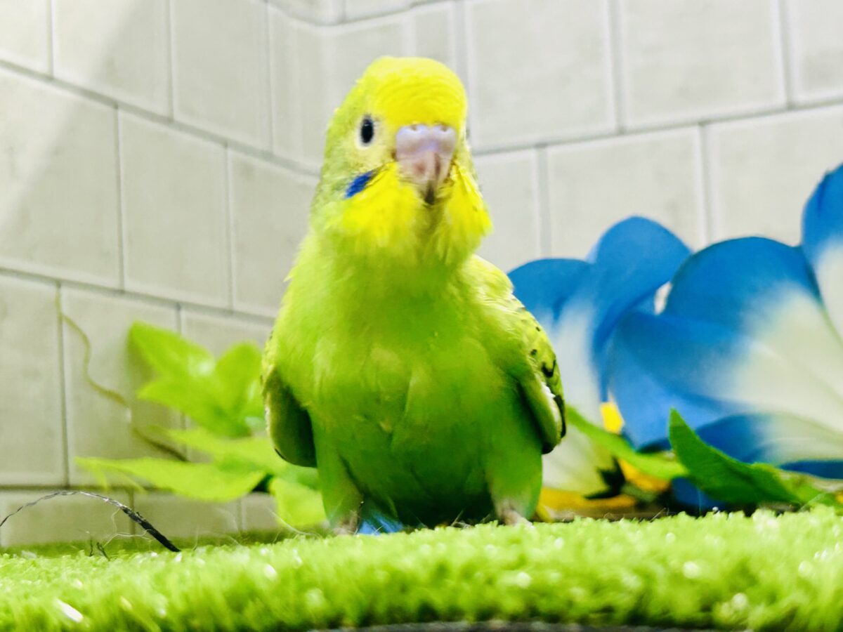 セキセイインコ