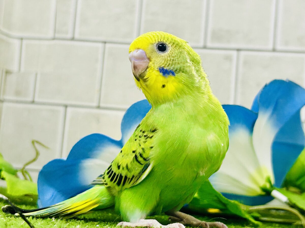 【最新画像更新☆☆】ネオンギラり⁉️若葉は育つぅ〜🌿‬セキセイインコ(グリーンオパーリン/2026年7月生まれ)
