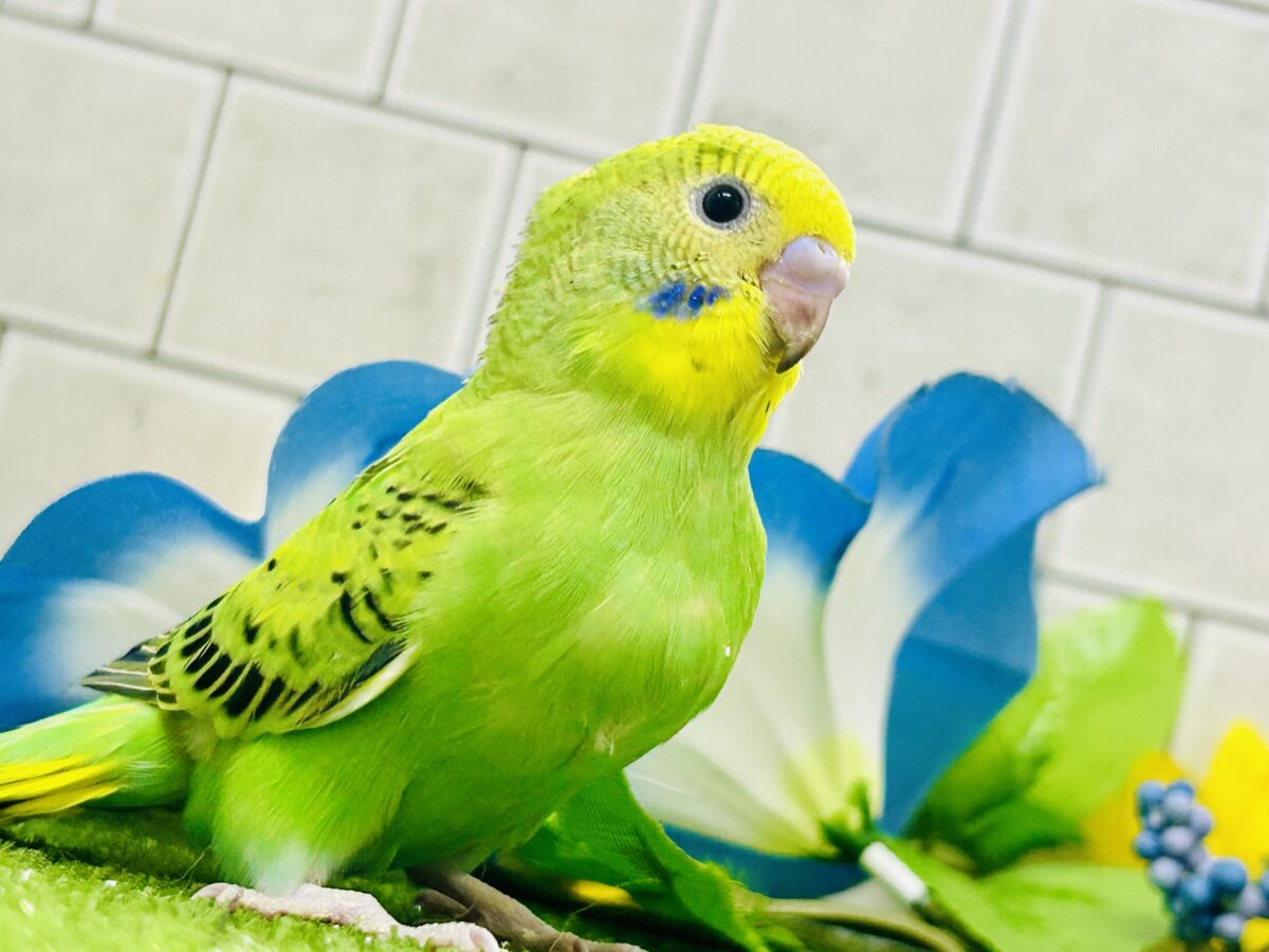 セキセイインコ
