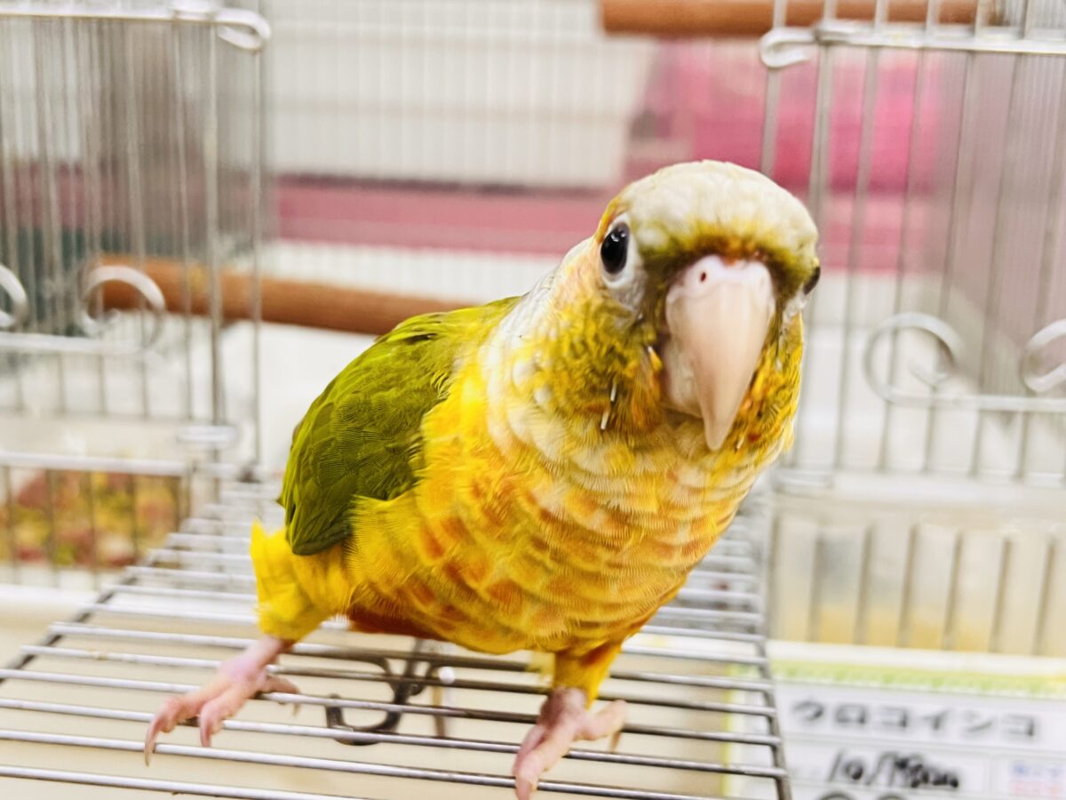 ホオミドリウロコインコ
