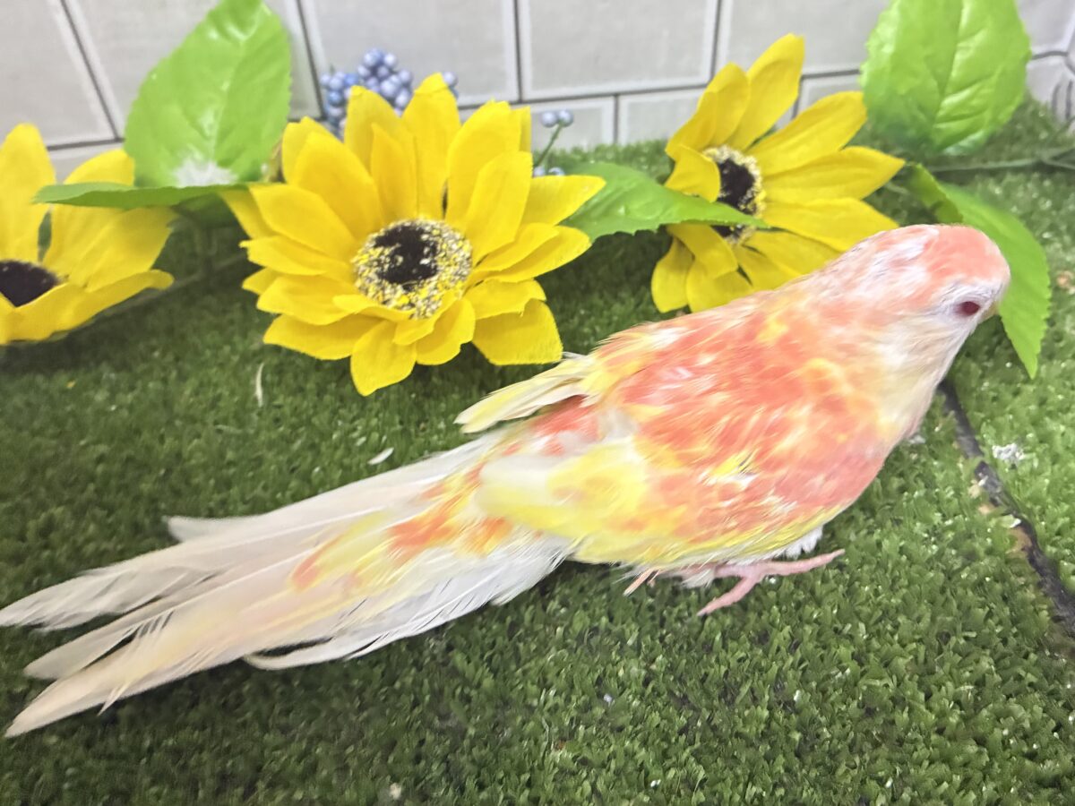 アキクサインコ（秋草インコ）