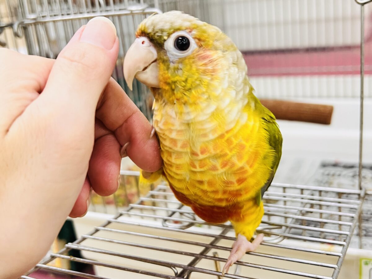 ホオミドリウロコインコ