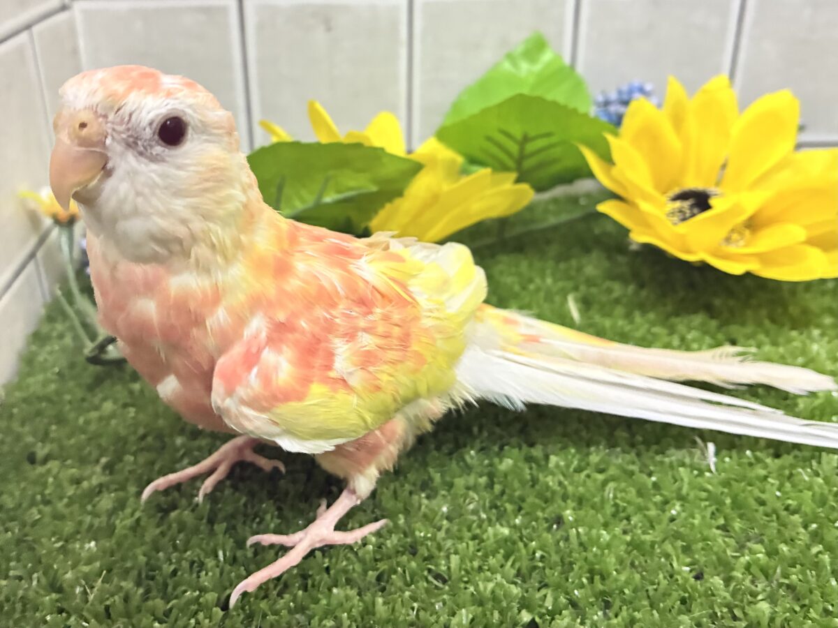 アキクサインコ（秋草インコ）