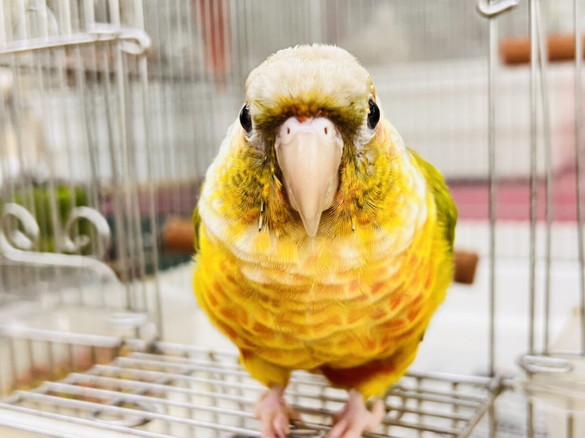 1人遊びだって上手に出来ちゃうんだよ～( *¯ ꒳¯*)ｴｯﾍﾝウロコインコのパイナップル🍍❤️