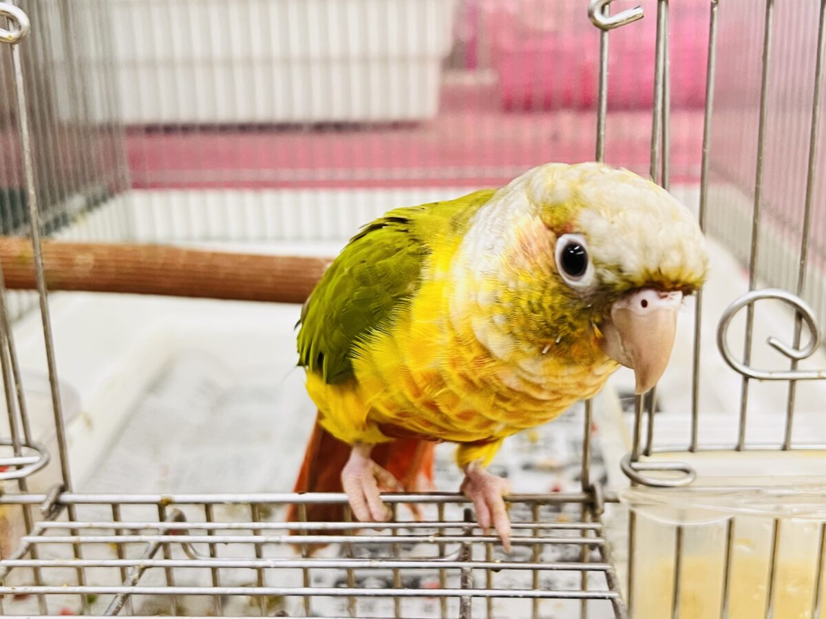 ホオミドリウロコインコ